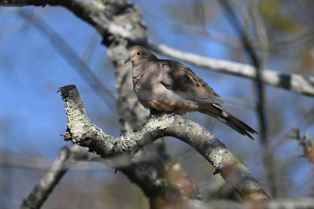 2025-04286658 Parker River  NWR, MA.JPG - Mourning Dove. Parker River National Wildlife Refuge, MA, 4-28-2025